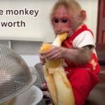 bibi the monkey net worth